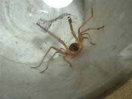 Image result for Biggest Spider On Earth
