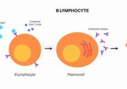 Image result for Memory B-cell Anatotmical Image