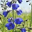 Image result for Delphinium Bellamosum (Belladonna-Group)