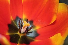 Image result for Most Beautiful Tulips