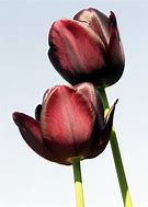 Image result for Tulipa Queen of the Night