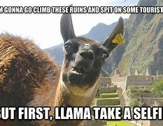 Image result for Thursday Llama Meme