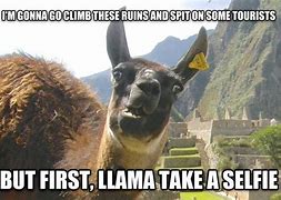 Image result for Thursday Llama Meme