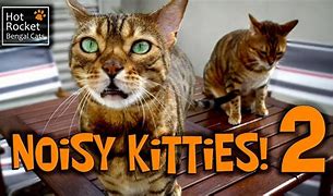 Image result for Bengal Cat Funny Memes