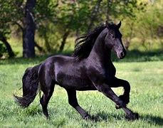 Image result for Top 10 Most Beautiful Horses
