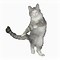 Image result for Damcing Cat GIF