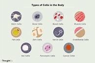 Image result for Diffent Tipes of Cell