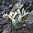 Afbeeldingsresultaten voor Iris reticulata Frozen Planet