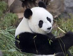 Image result for Giant panda Le Le