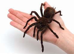 Image result for Biggest Spider Ehats Alive in the UK