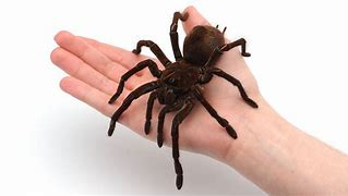Image result for Tarantula Biggest Spider