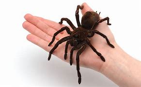 Image result for World's Most Biggest Spider