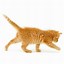 Image result for Ginger Munchkin Cat