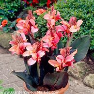 Image result for Canna Champion