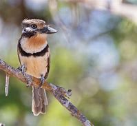 Image result for Hypnelus ruficollis