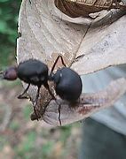 Image result for Atta Ant