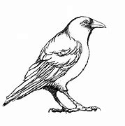 Image result for Crow Outline Drawing