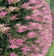 Image result for Astilbe chinensis Little Visions in Pink