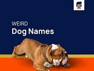 Image result for Weird Dog Names