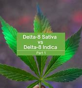 Image result for Delta 8 Sativa vs Indica