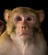Image result for Wildlife Animal Monkey