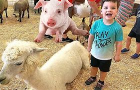Image result for Farm and Zoo Animals