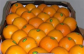 Image result for South Africa Valencia Orange