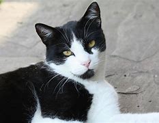 Image result for What the Heck Cat