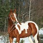 Image result for Group of Paint Horses