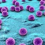 Image result for Tipos De Bacterias