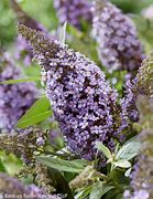 Image result for Buddleja davidii Butterfly Candy Lila Sweetheart
