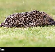 Image result for Hedgehog Running