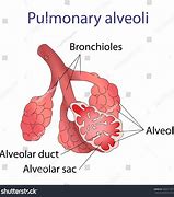 Image result for alveolar
