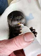 Image result for Pet Otter