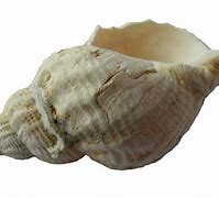 Image result for Shell Texture