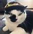 Image result for Mexican Cat Wallpaper