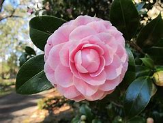 Image result for Camellia japonica Virginia Franco