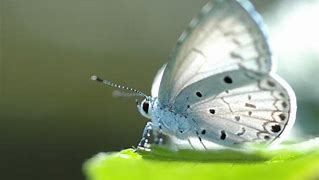 Image result for White Butterfly Desktop Wallpaper