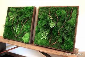 Image result for ferns mosses framed decor