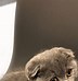 Image result for Blue Scottish Fold Cat
