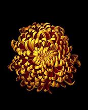 Image result for iPhone 6 Flower Wallpaper