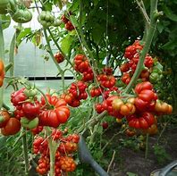 Image result for Reisetomate Tomato