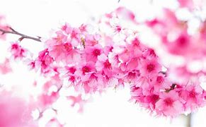 Image result for Flowers On White Background