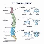 Image result for Lumbar/Thoracic Cervical Spine Diagram