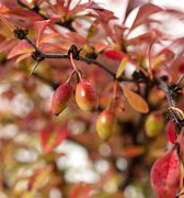 Berberis thunbergii Orange Dream എന്നതിനുള്ള ഇമേജ് ഫലം