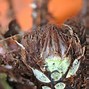 Image result for Polystichum microchlamys