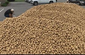 Image result for Largest Potato Ever Grown in the State of Maine