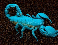 Image result for Scorpion Under Black Light