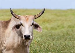 Image result for brahma cattle temperament