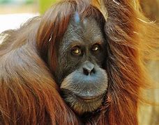 Image result for Funny Zoo Animals